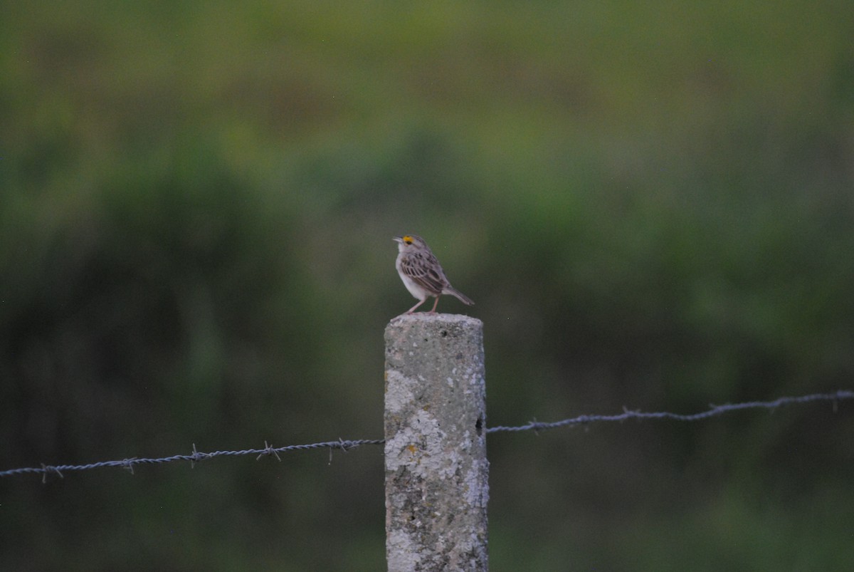 Yellow-browed Sparrow - ML643466032