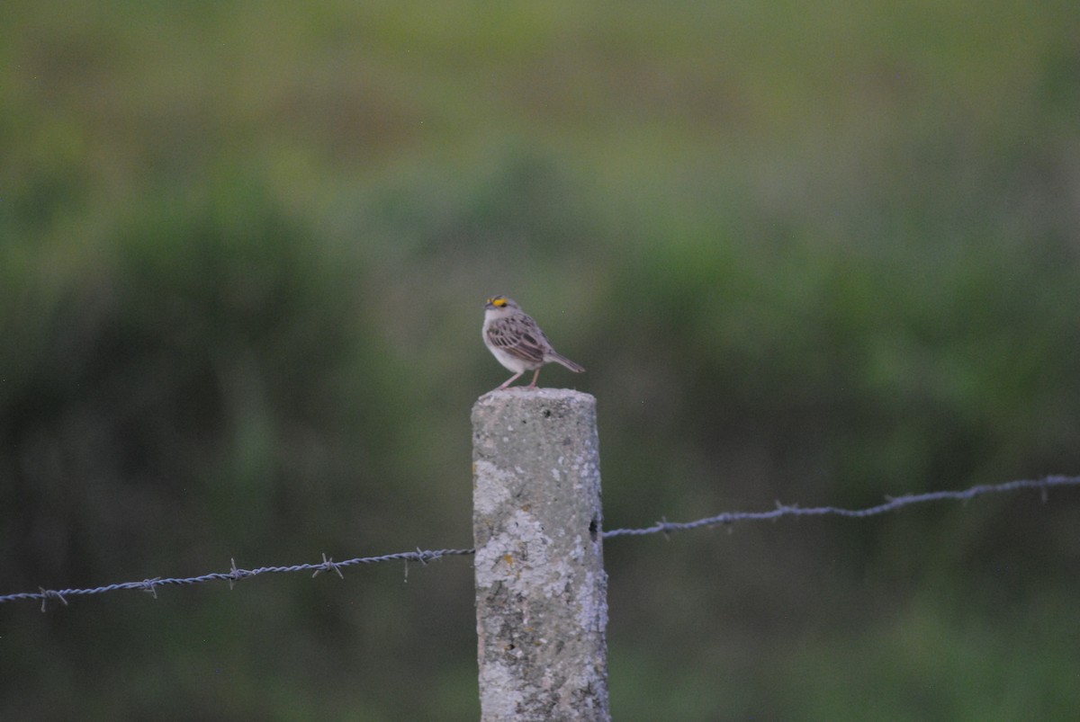 Yellow-browed Sparrow - ML643466033