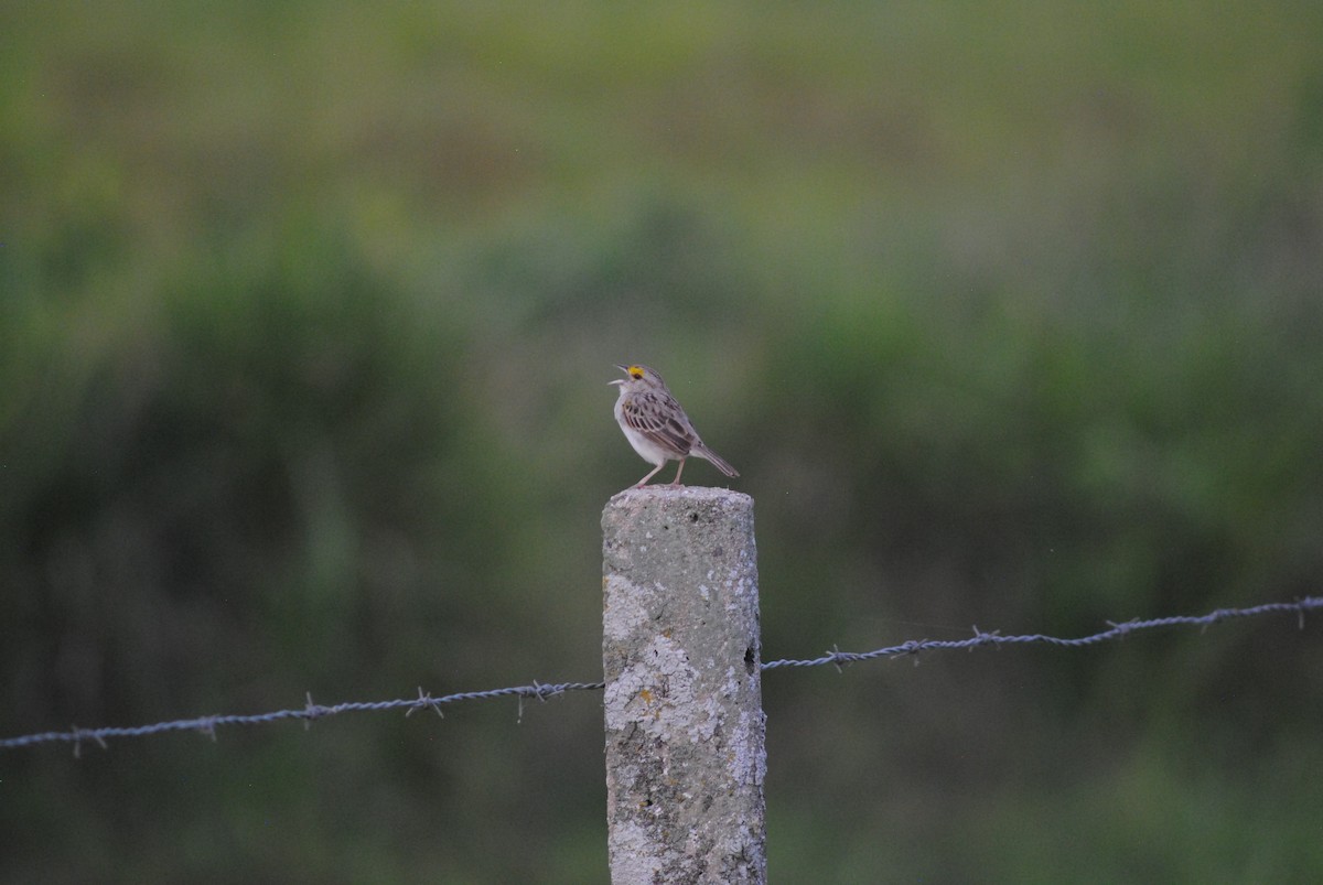 Yellow-browed Sparrow - ML643466034