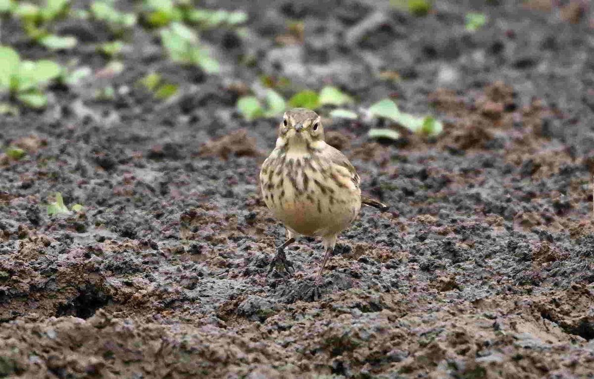 American Pipit - ML643466035