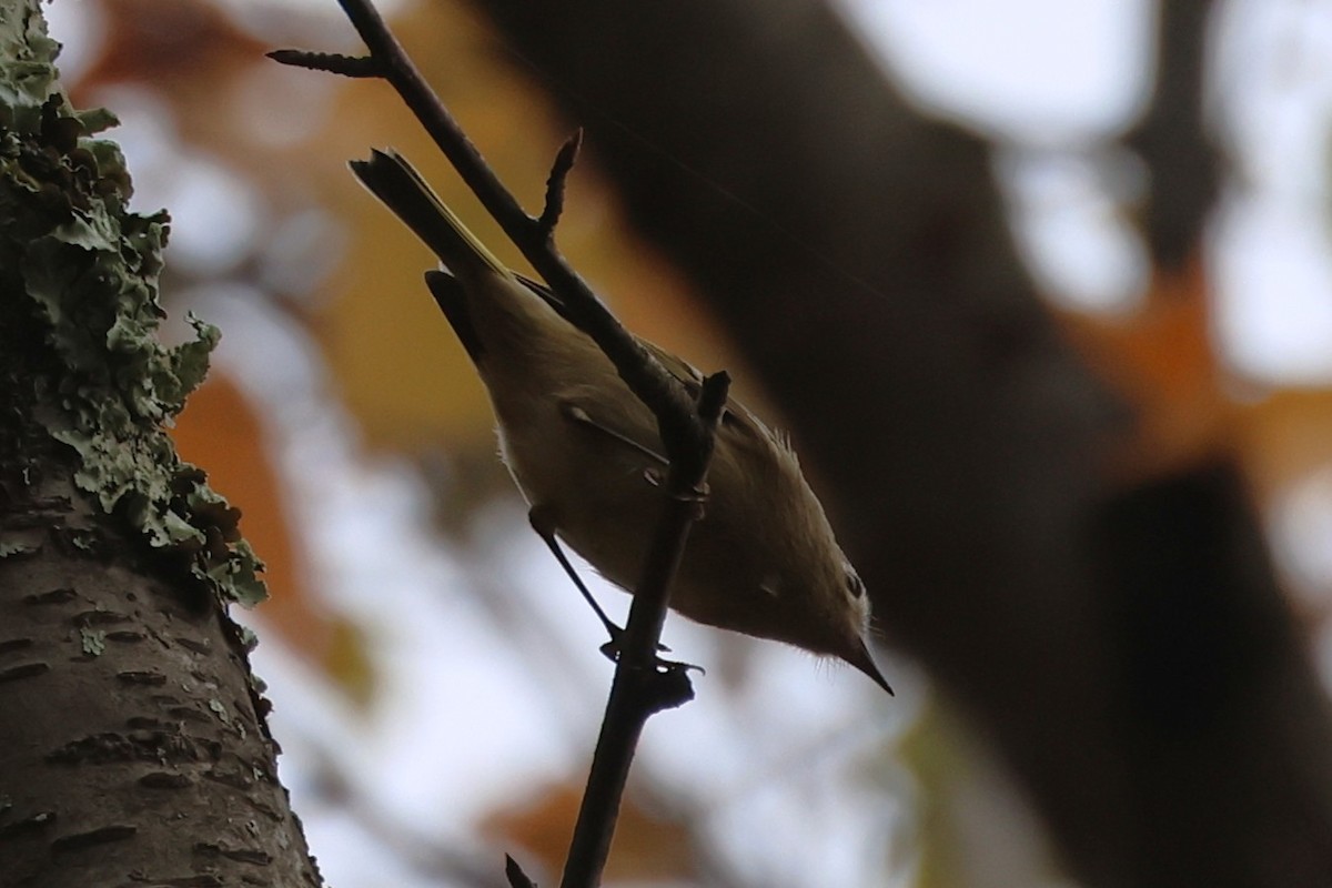 Golden-crowned Kinglet - ML643466039