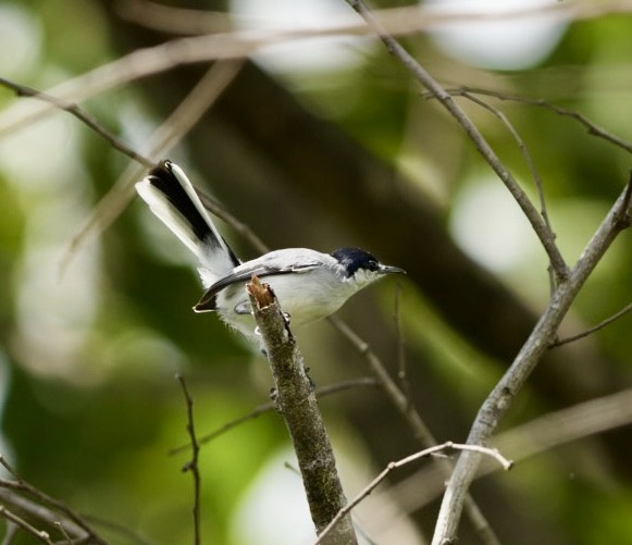 White-browed Gnatcatcher - ML643466043