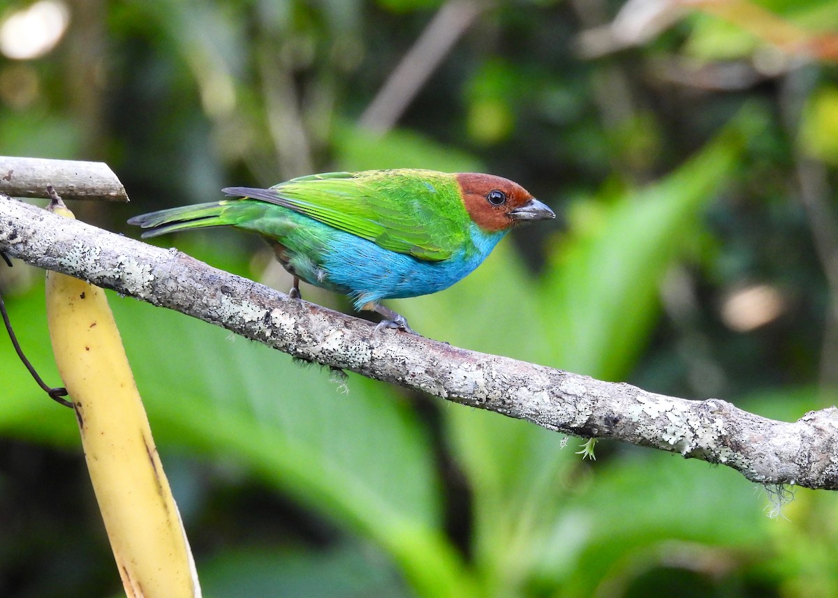 Bay-headed Tanager - ML643466044