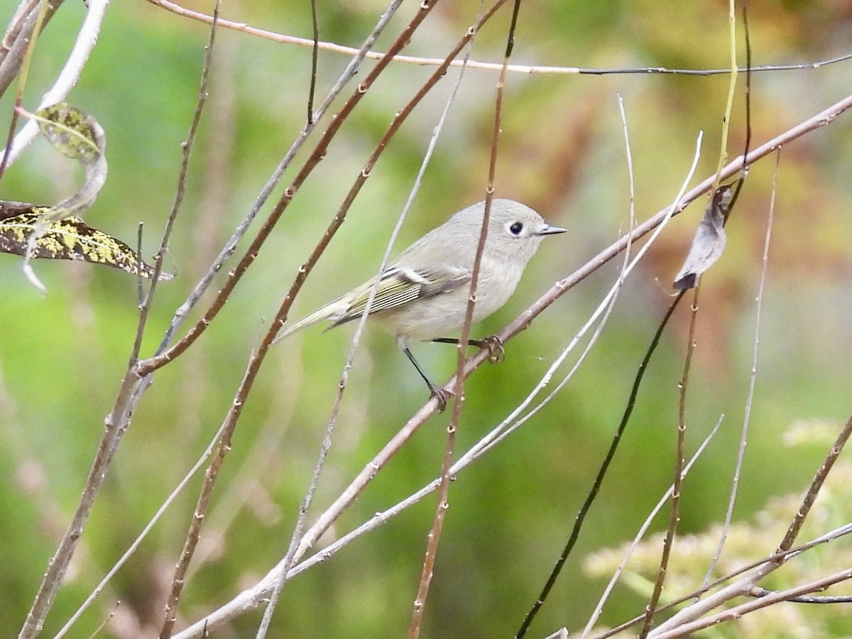 Roitelet à couronne rubis - ML643466048