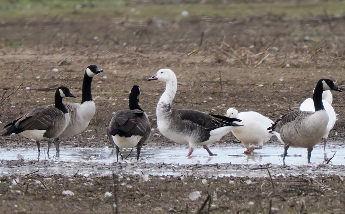 Snow x Canada Goose (hybrid) - ML643466050