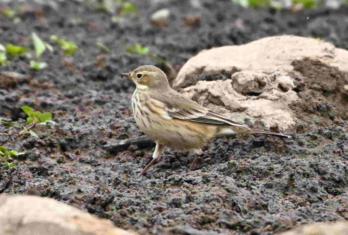 American Pipit - ML643466052