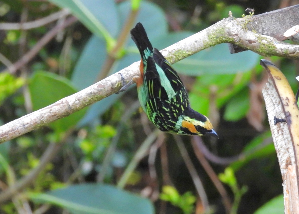 Golden-eared Tanager - ML643466053