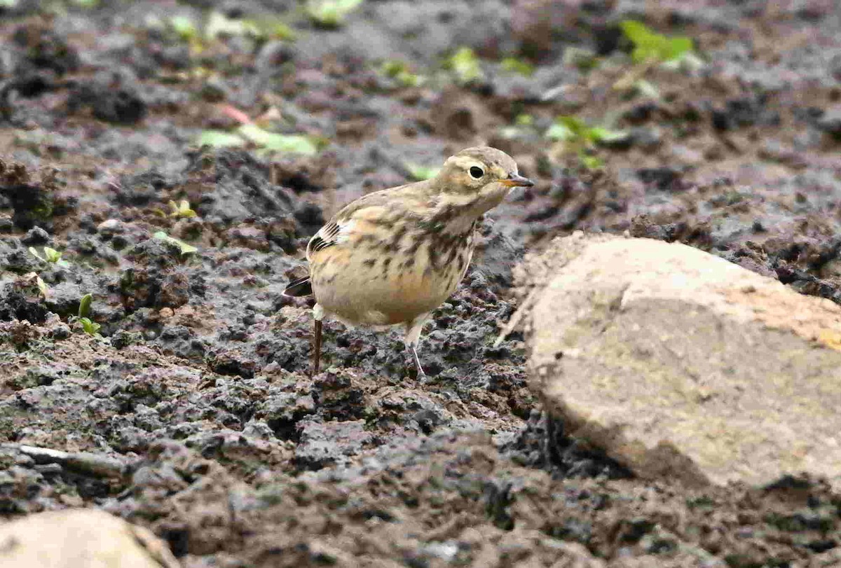 American Pipit - ML643466062