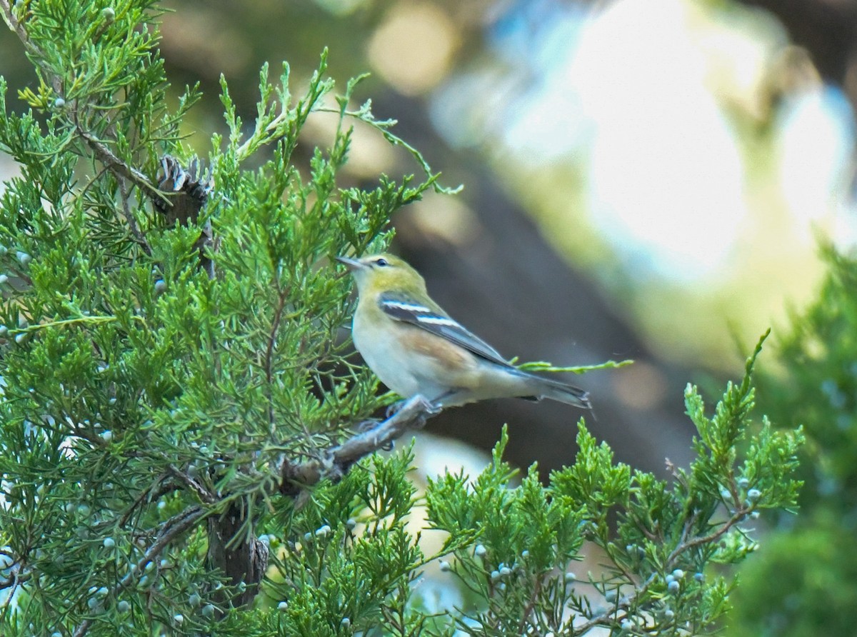 Bay-breasted Warbler - ML643466063