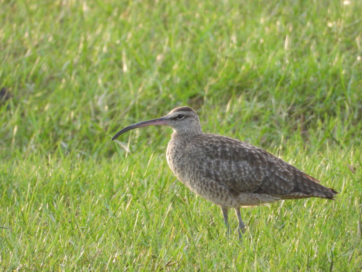 tundraspove - ML643466065