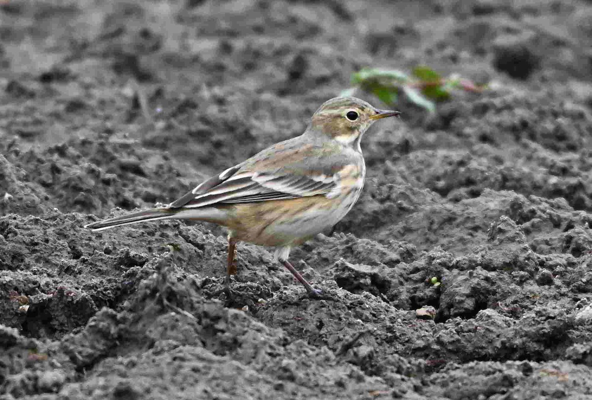 American Pipit - ML643466077