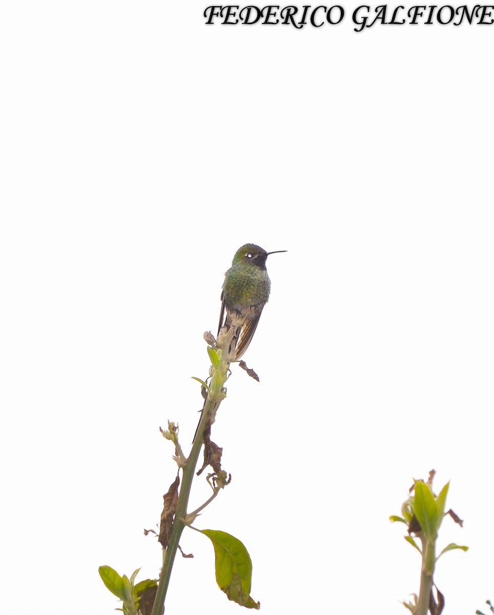 Red-tailed Comet - ML643466080