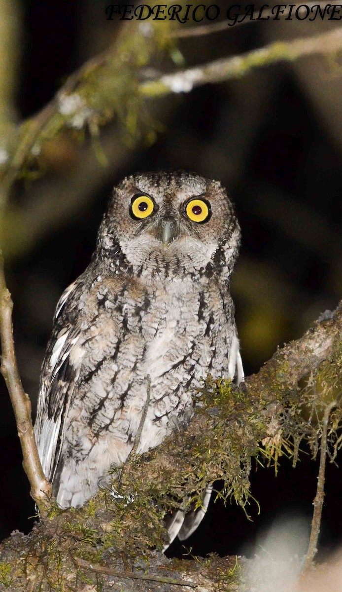 ホイオオコノハズク - ML643466085