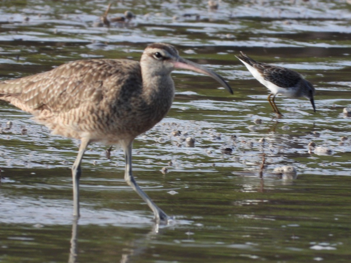 tundraspove - ML643466086