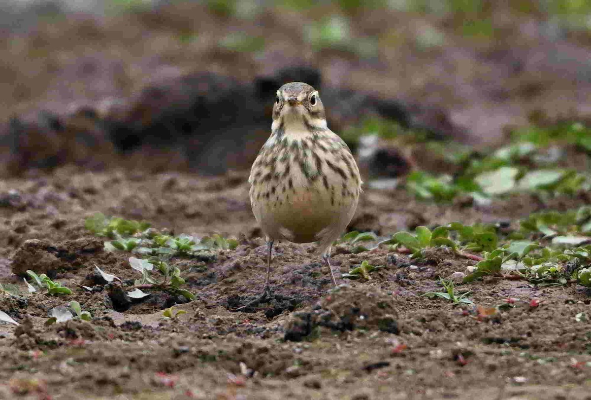 American Pipit - ML643466089