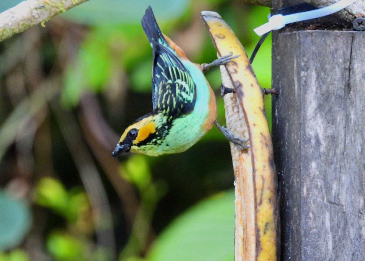 Golden-eared Tanager - ML643466092