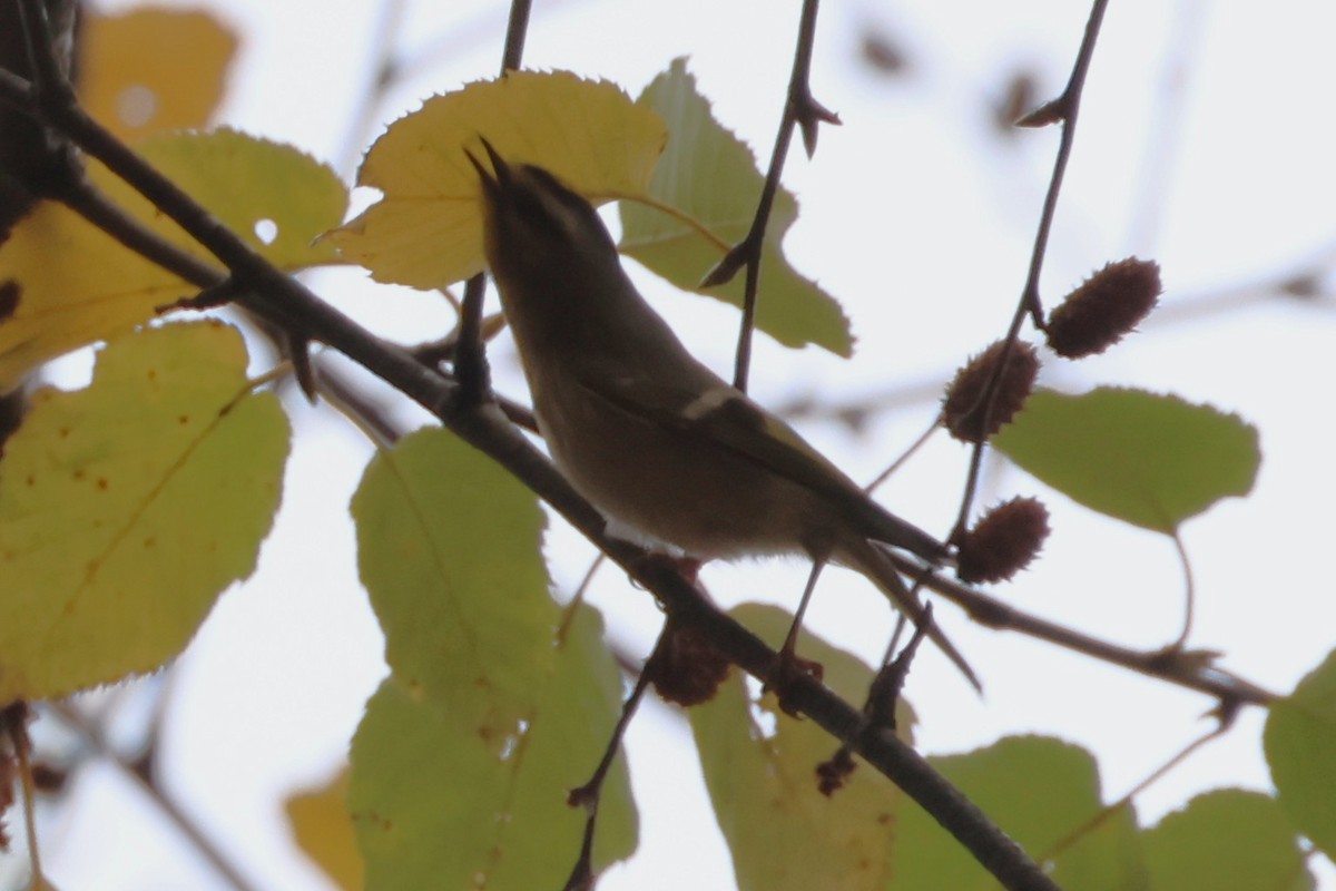 Golden-crowned Kinglet - ML643466122