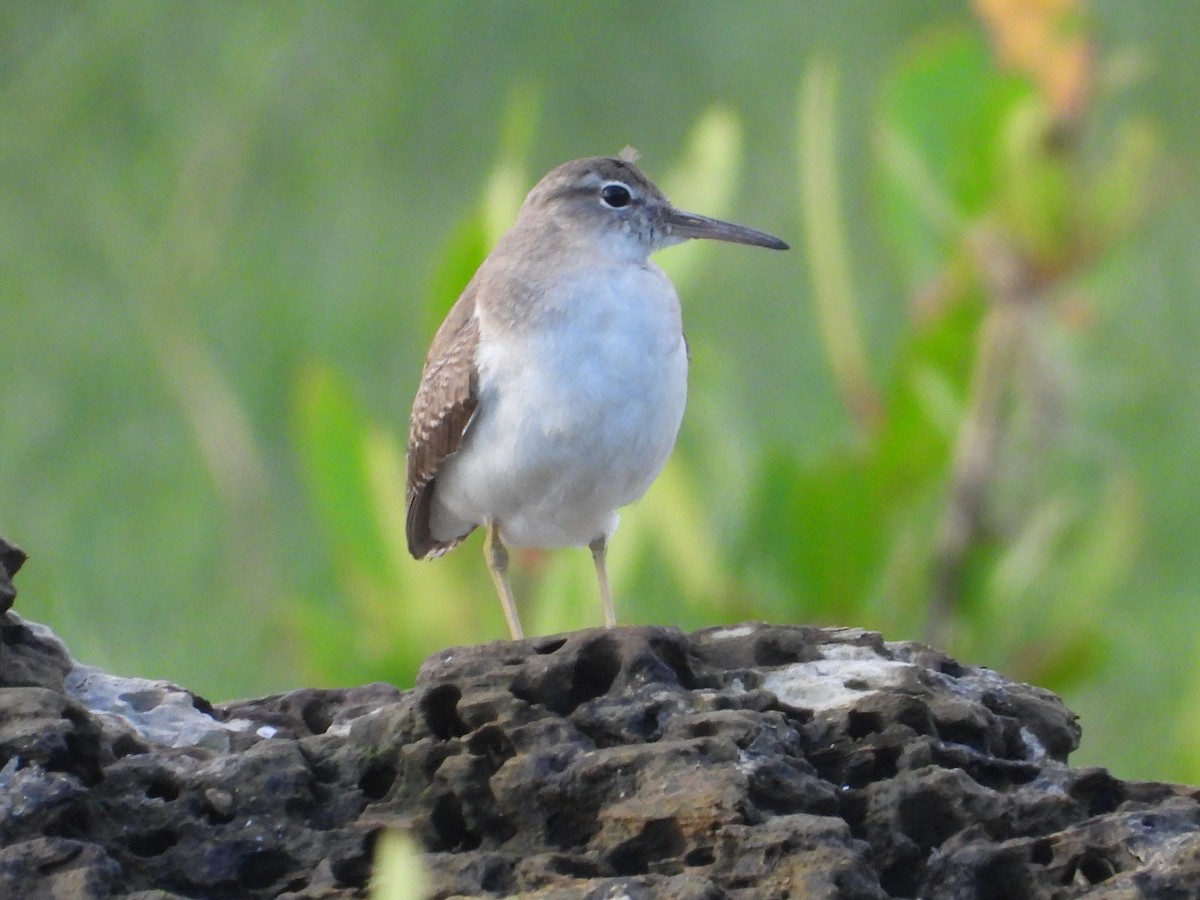 flekksnipe - ML643466132