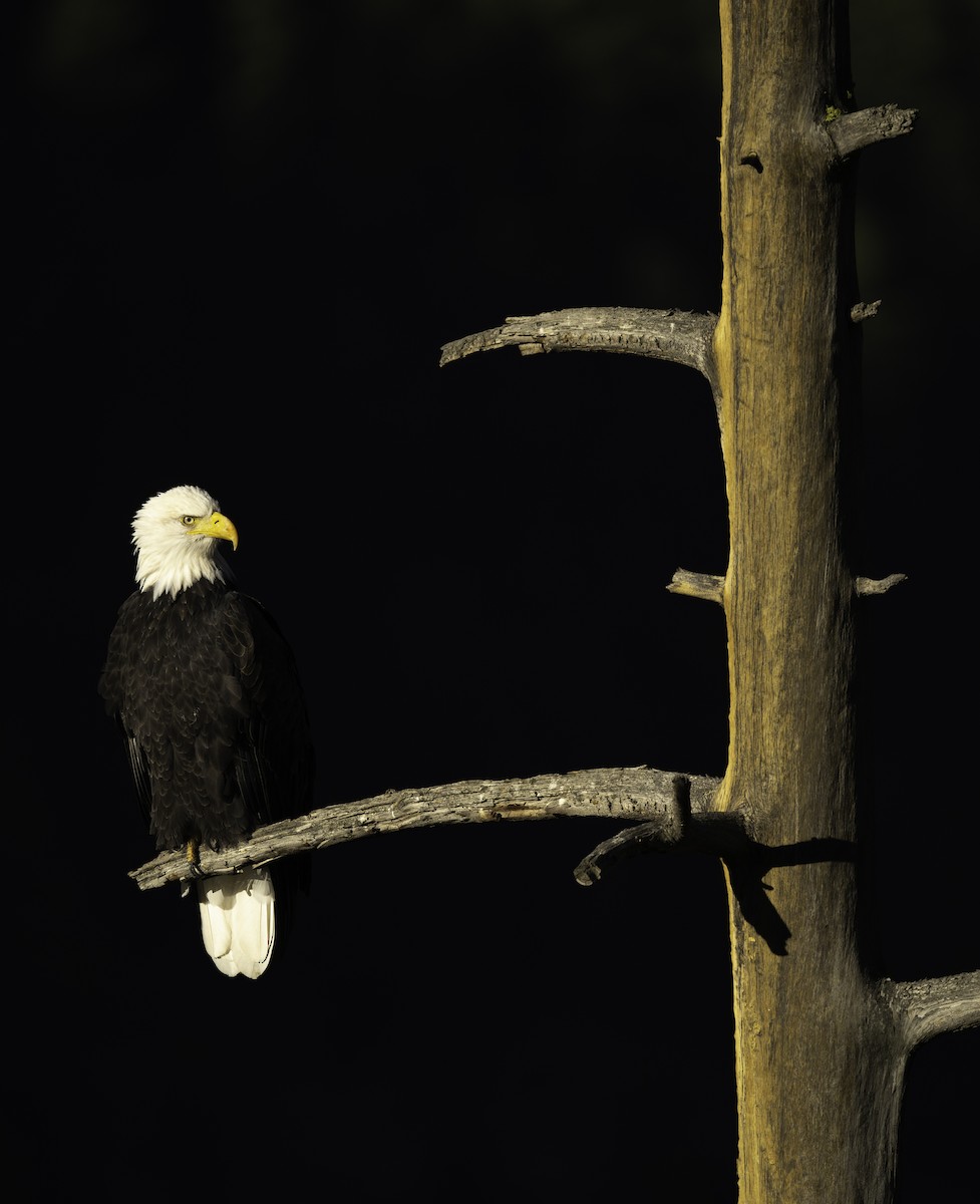 Bald Eagle - ML643466138