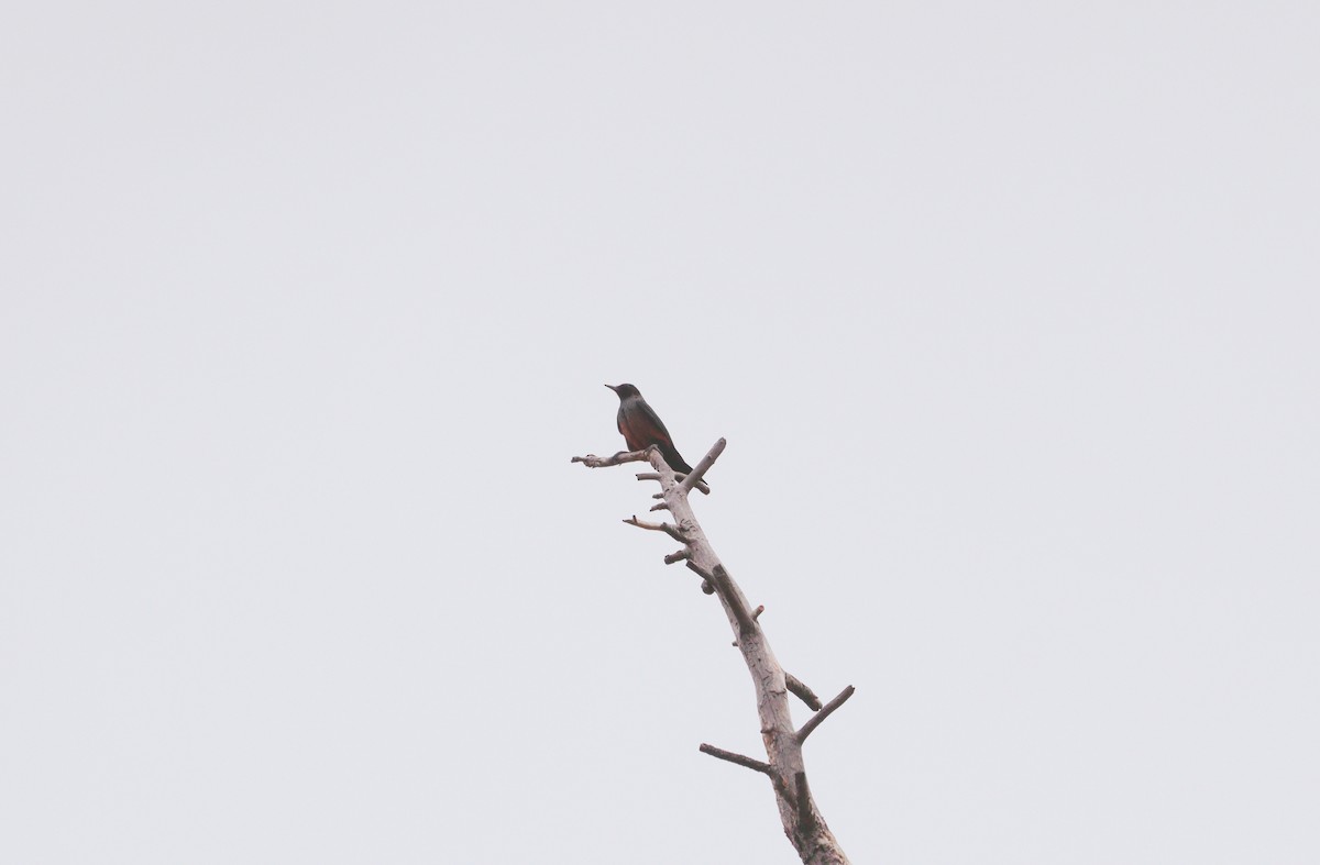 Lewis's Woodpecker - ML643466143