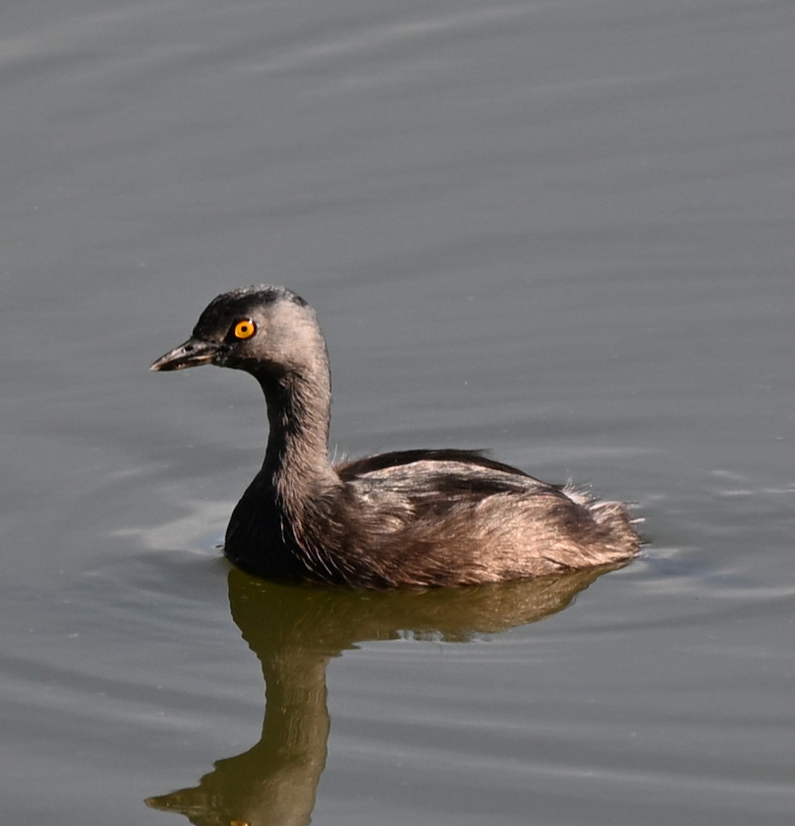 Least Grebe - ML643466144
