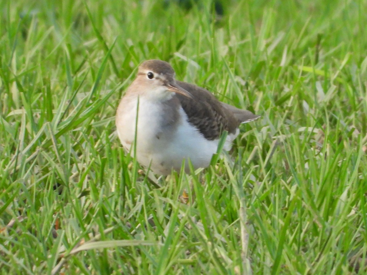 flekksnipe - ML643466164