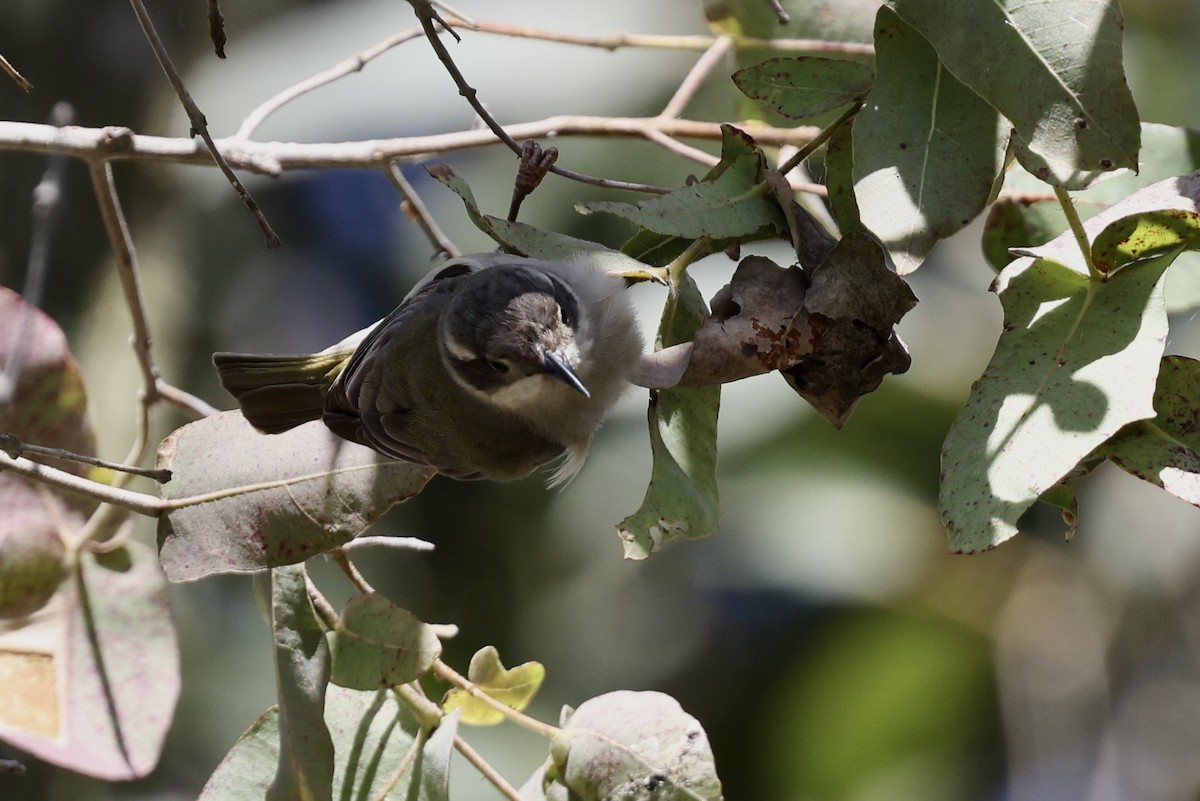 Brown-headed Honeyeater - ML643466172