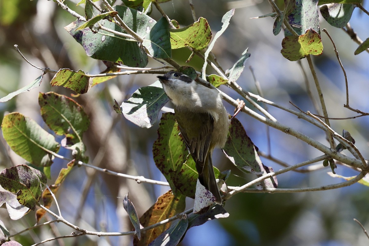 Brown-headed Honeyeater - ML643466174
