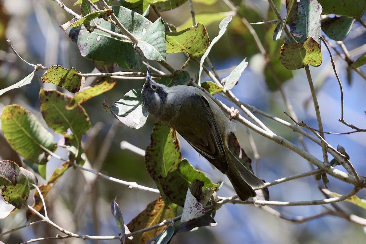 Brown-headed Honeyeater - ML643466175
