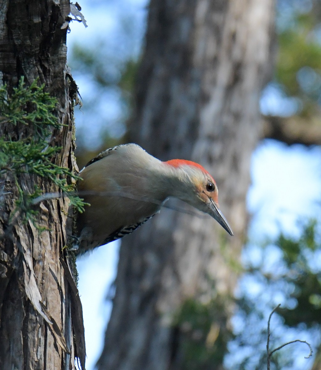 Red-bellied Woodpecker - ML643466210