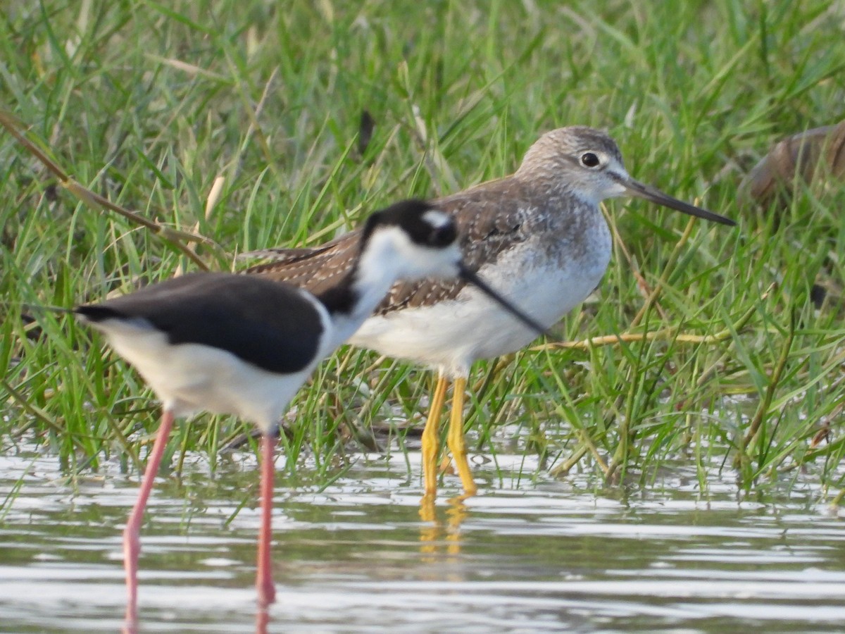 plystresnipe - ML643466215