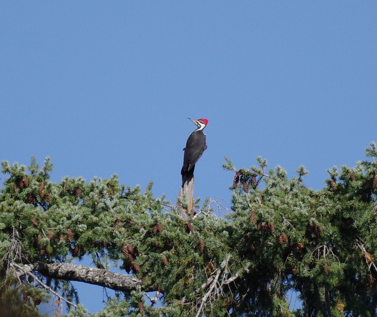 Pileated Woodpecker - ML643466216