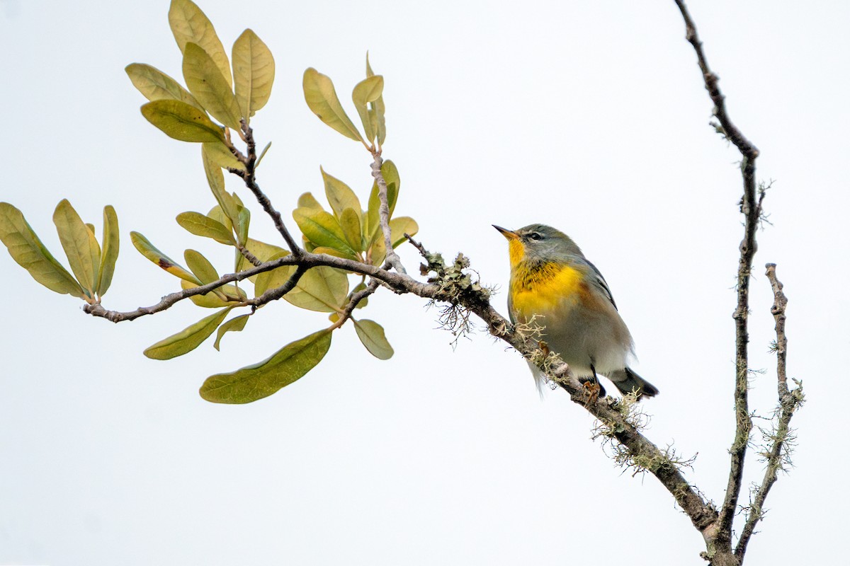 Northern Parula - ML643466225