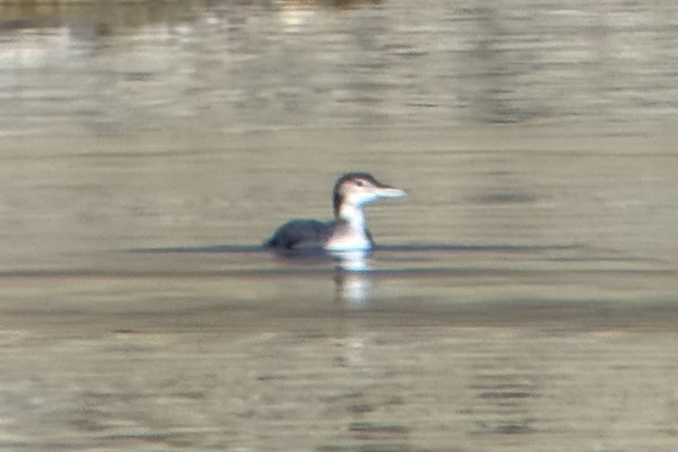 Common Loon - ML643466238