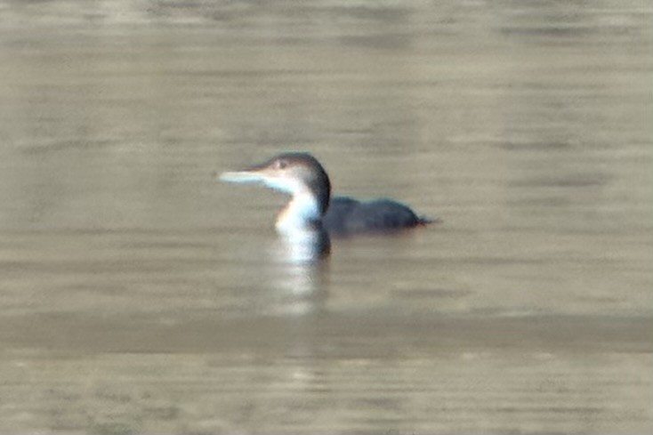 Common Loon - ML643466239
