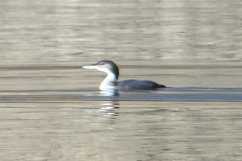 Common Loon - ML643466240
