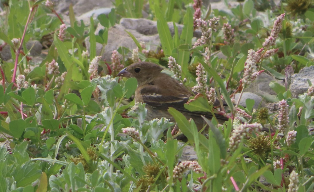 Lazuli Bunting - ML643466264