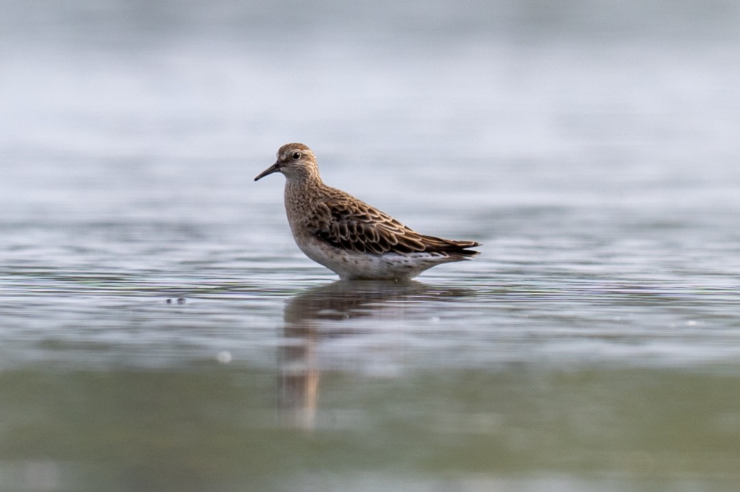 Sharp-tailed Sandpiper - ML643466286