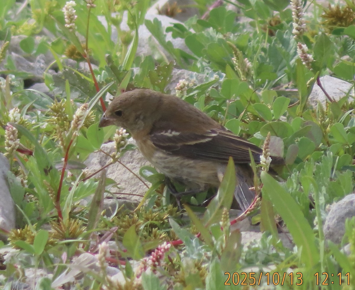 Lazuli Bunting - ML643466287