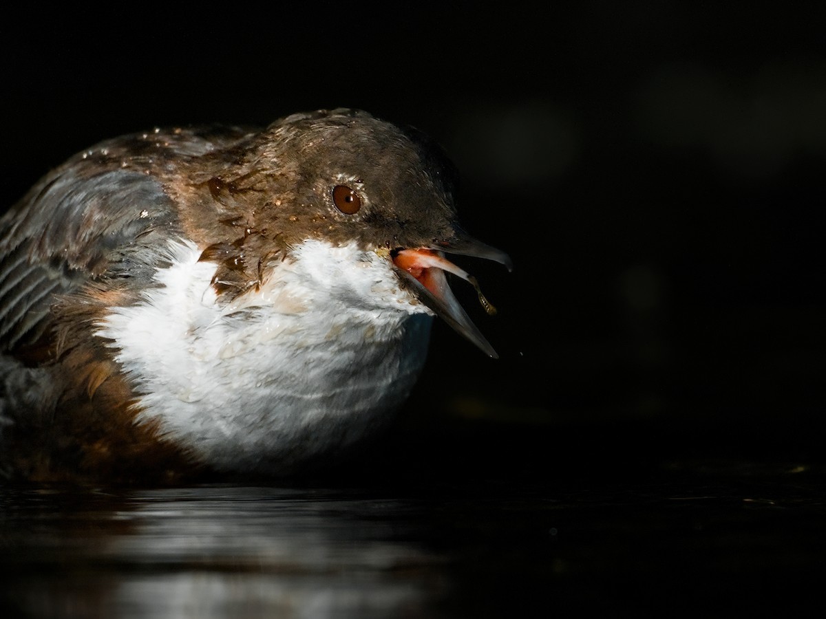 White-throated Dipper - ML643466288