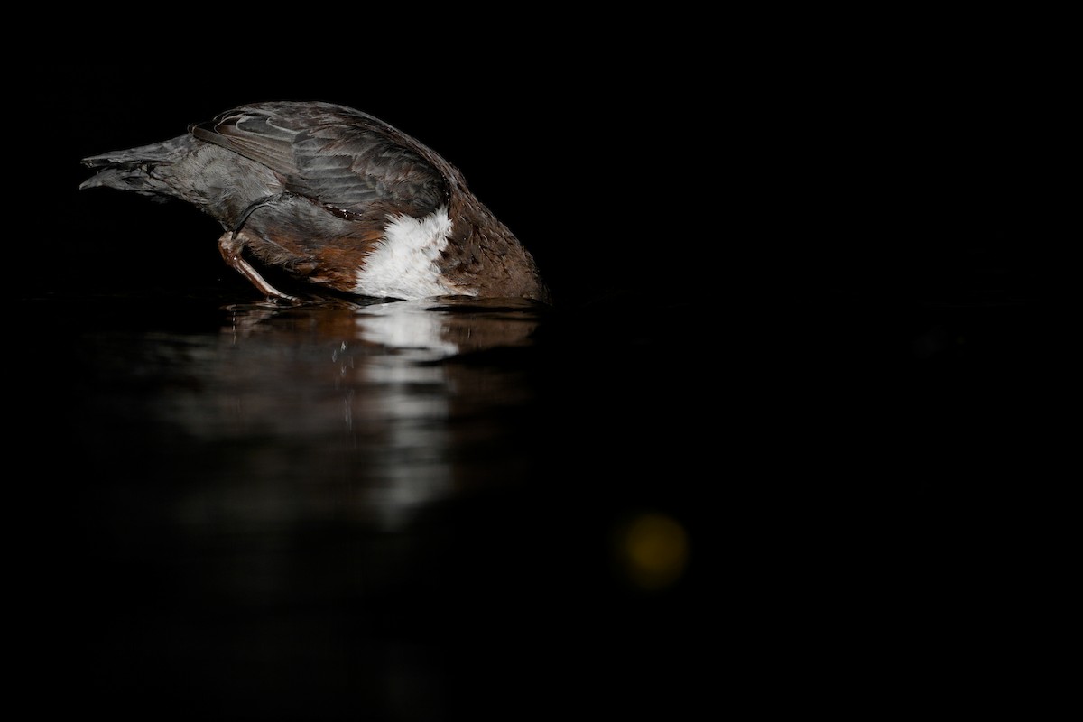 White-throated Dipper - ML643466290