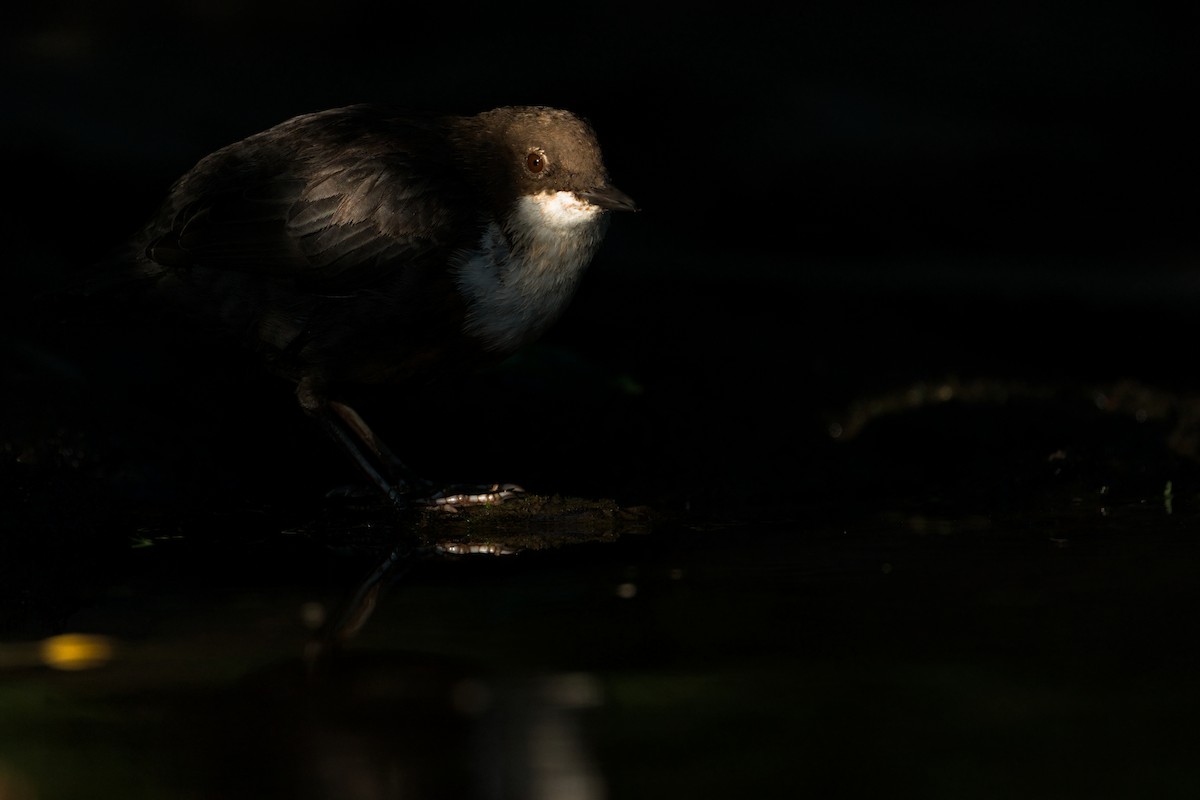 White-throated Dipper - ML643466291