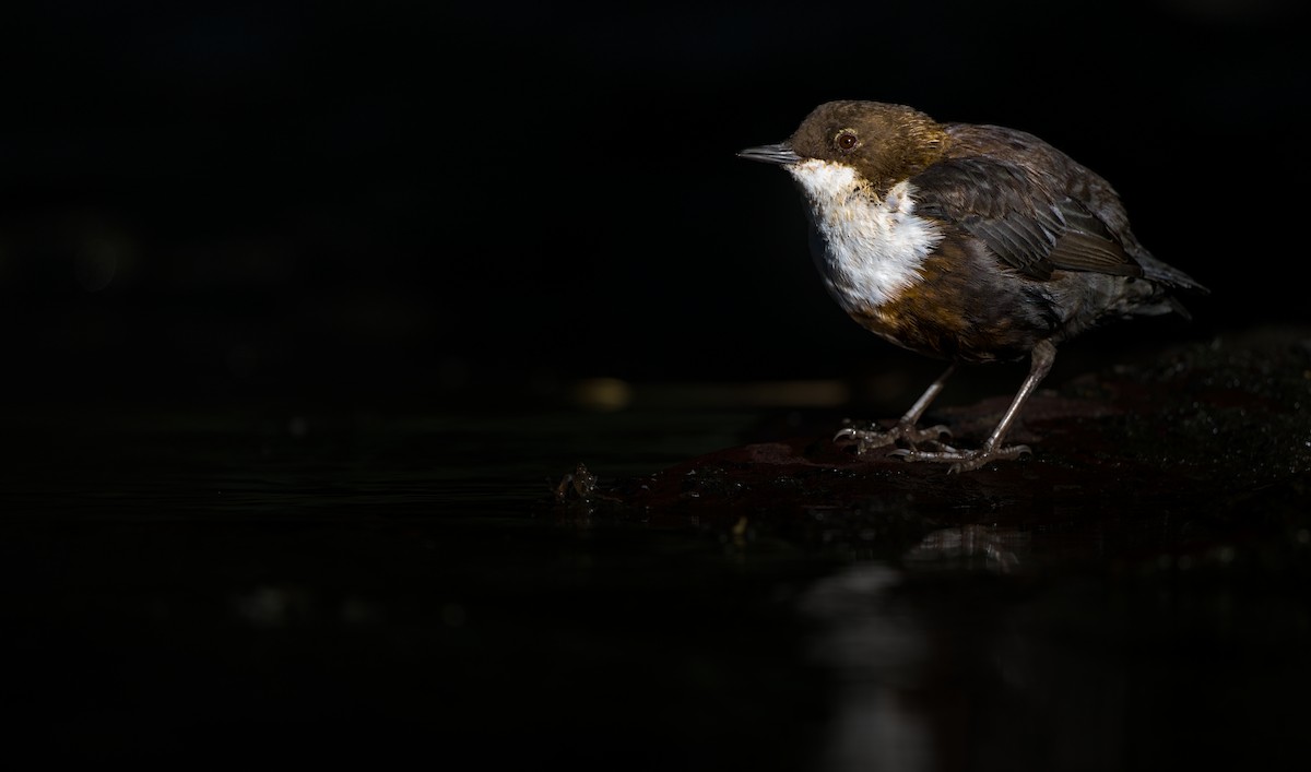 White-throated Dipper - ML643466292