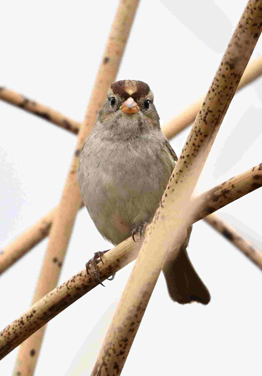 hvitkronespurv - ML643466301
