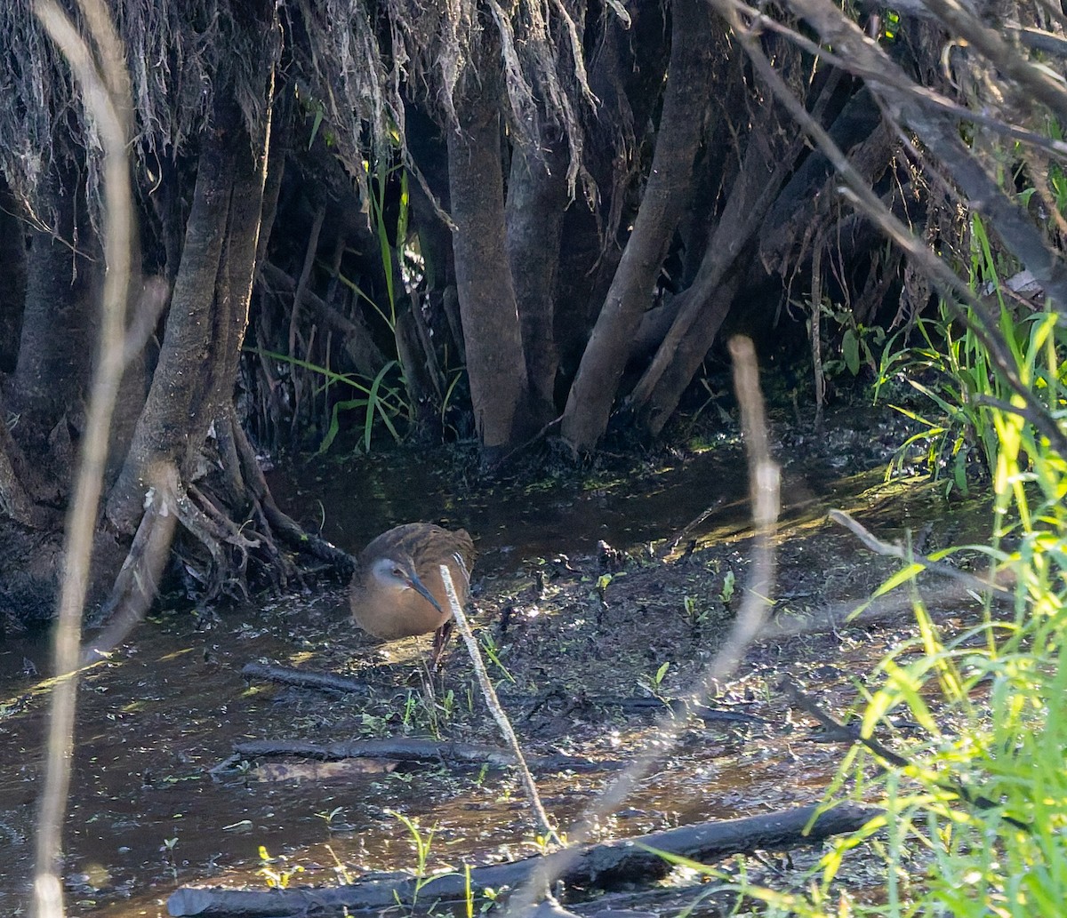 Virginia Rail - ML643466326
