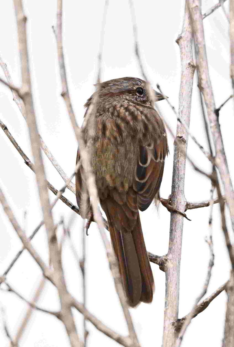Song Sparrow - ML643466329