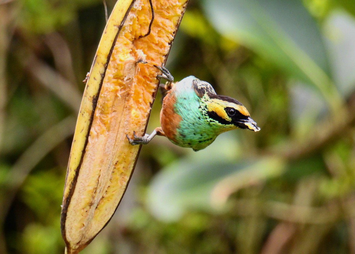 Golden-eared Tanager - ML643466333