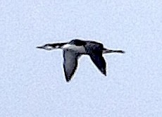 Common Loon - ML643466345