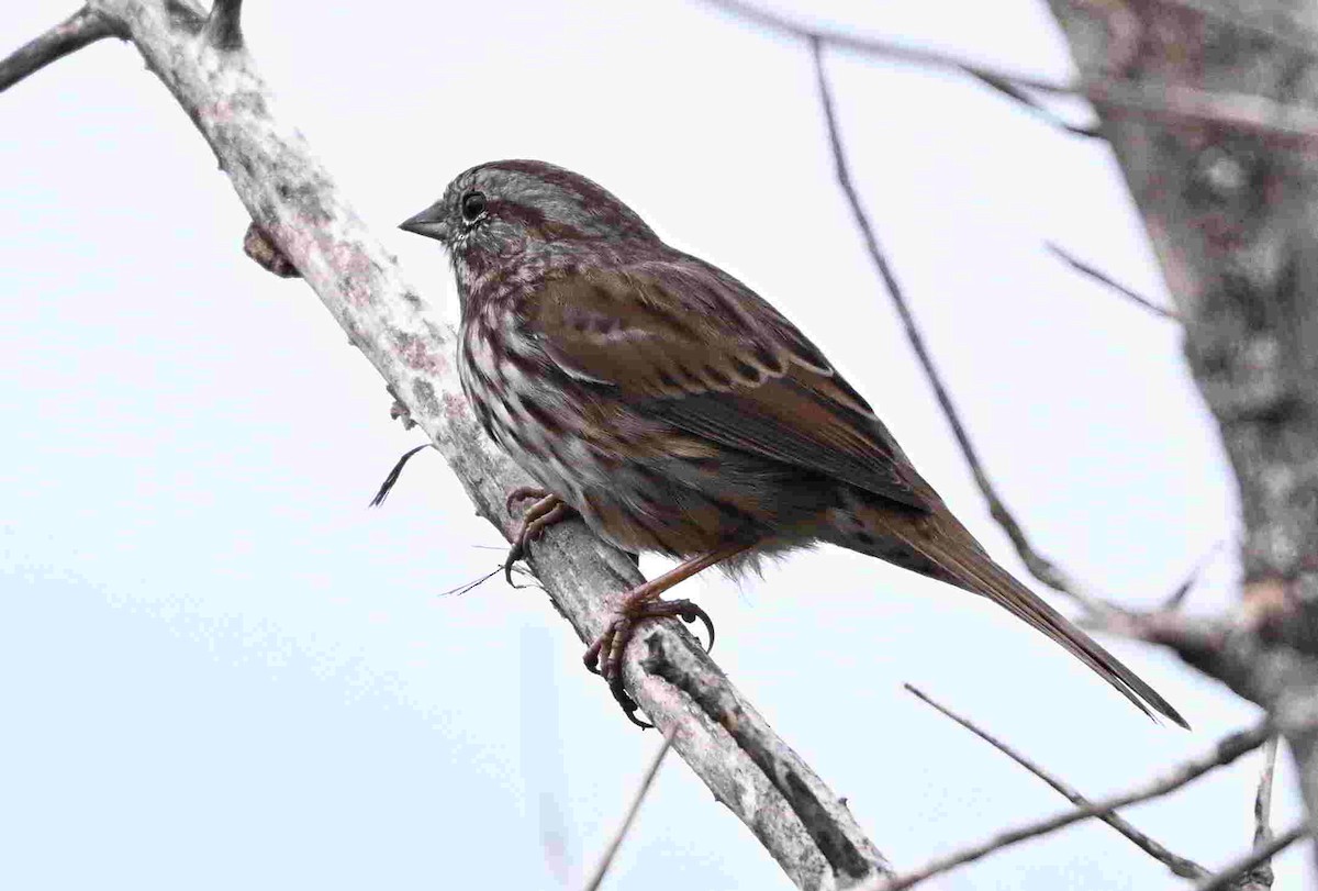 Song Sparrow - ML643466346