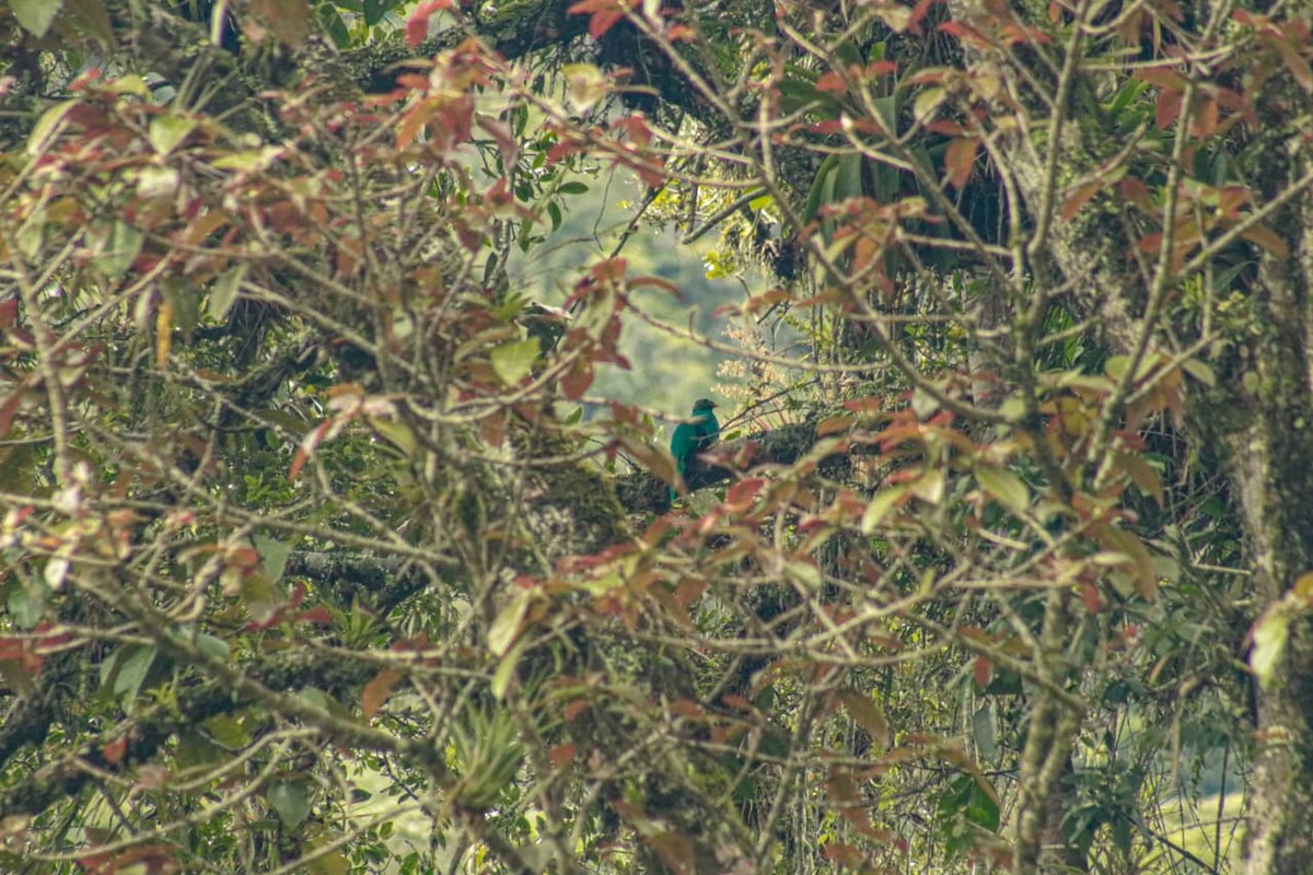 Golden-headed Quetzal - ML643466347